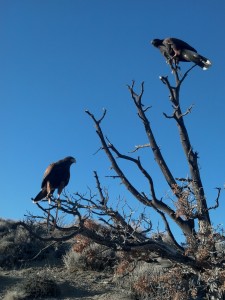 2013-02-01_16-15-18_638